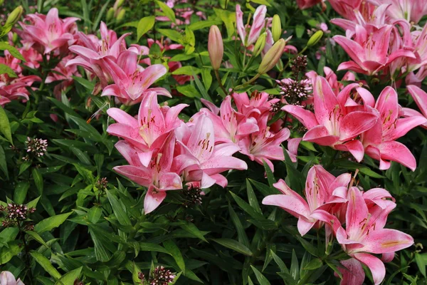 Roze lilly — Stockfoto