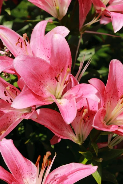 Garden lilly — Stock Photo, Image