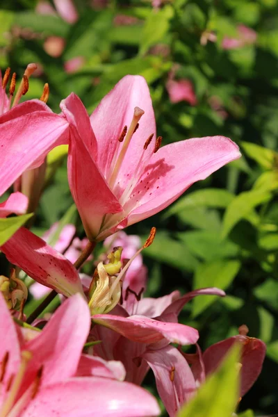 Bahçe lilly — Stok fotoğraf