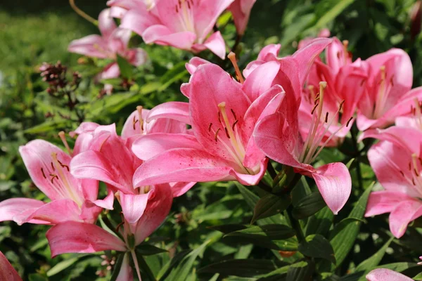 Tuin lilly — Stockfoto