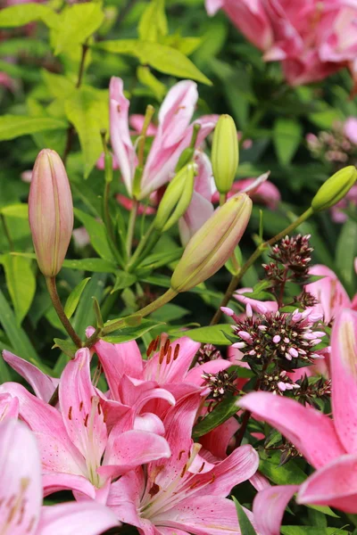 Garden lilly — Stock Photo, Image