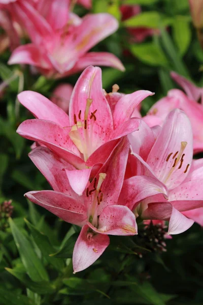 Trädgård lilly — Stockfoto