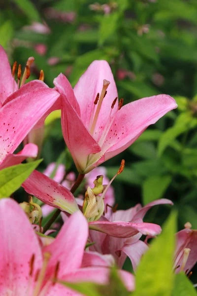 Lilienhintergrund — Stockfoto