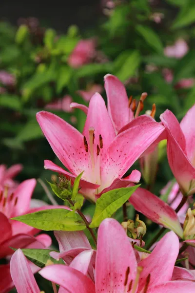 Lilienhintergrund — Stockfoto