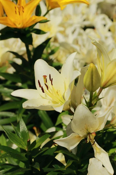 Garden lilly — Stock Photo, Image