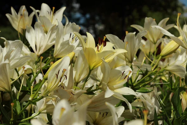 Ogród lilly — Zdjęcie stockowe