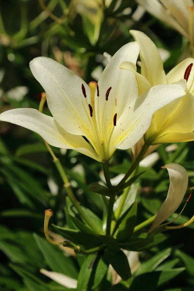 Gartenlilie — Stockfoto