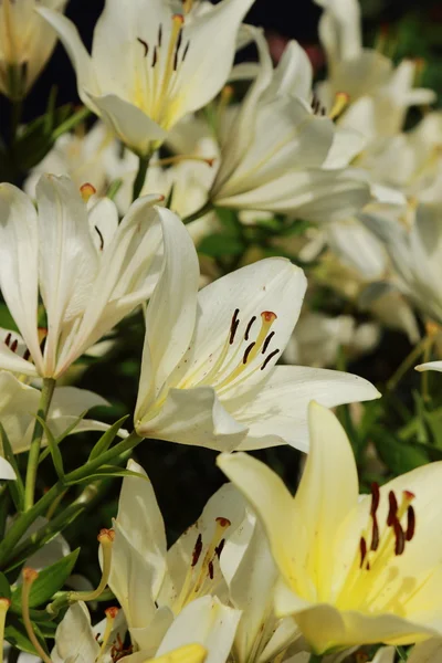 Gartenlilie — Stockfoto