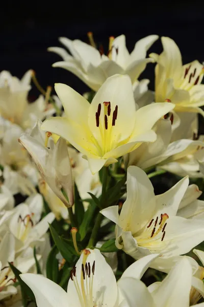 Garden lilly — Stock Photo, Image