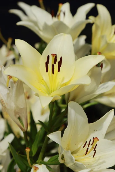 Garden lilly — Stock Photo, Image