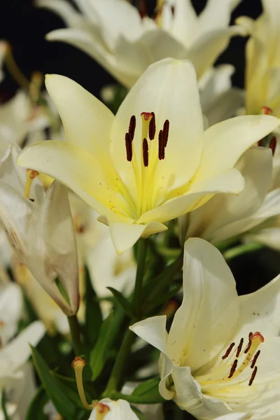 Garden lilly — Stock Photo, Image