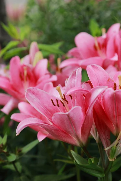 Ogród lilly — Zdjęcie stockowe