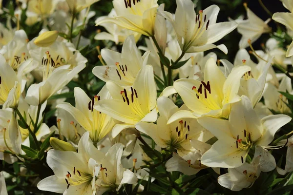 Garden lilly — Stock Photo, Image