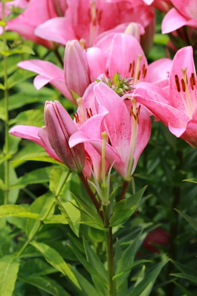 Trädgård lilly — Stockfoto