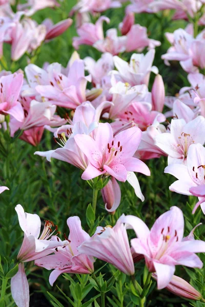 花纹理背景 — 图库照片