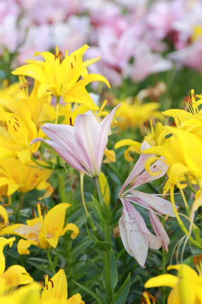 花のテクスチャ背景 — ストック写真
