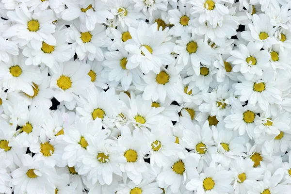 Fondo texturizado flor — Foto de Stock
