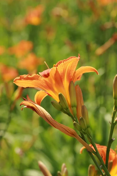 Çiçek arka plan — Stok fotoğraf