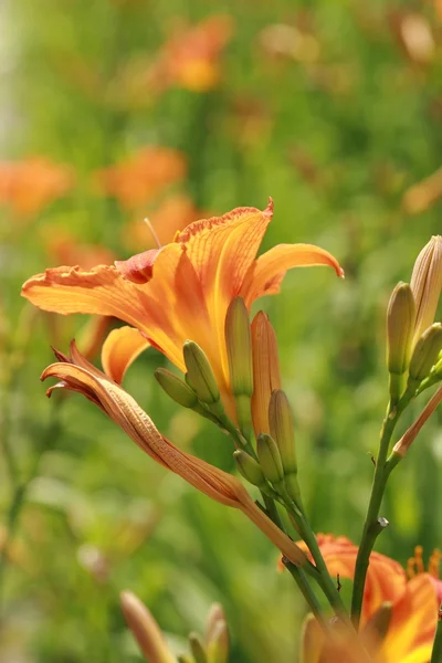 Bloem achtergrond — Stockfoto