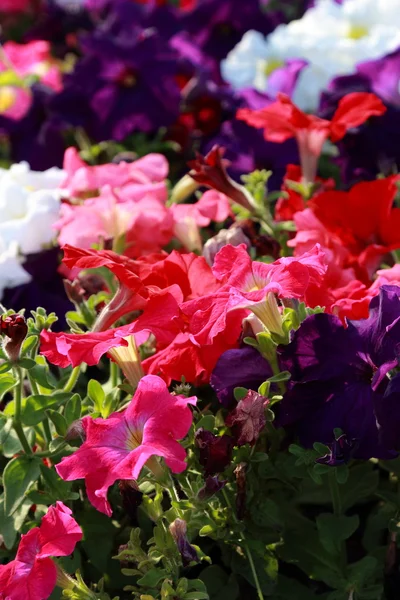 都市公園 モスクワ ロシアの夏庭造園の花壇に色とりどりのペチュニアの花 — ストック写真