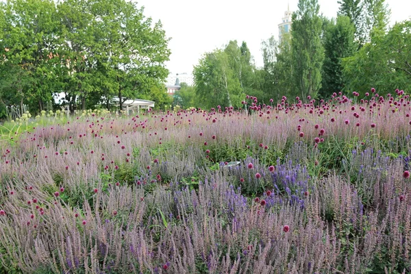 Schnittlauchblumen Stadtpark Der Nähe Der Krymskaja Nabereschnaja Moskau Russland — Stockfoto