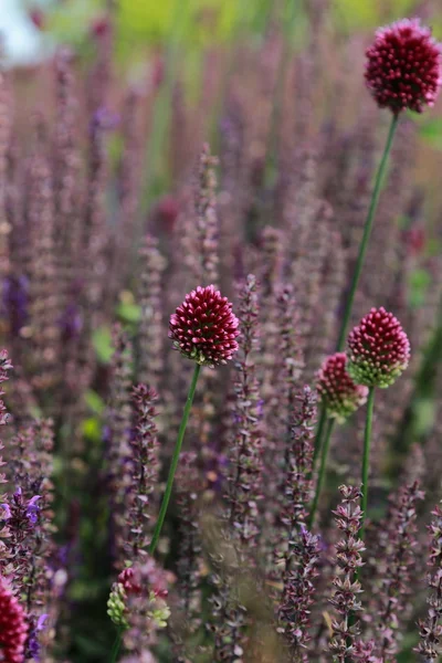 Flower background — Stock Photo, Image