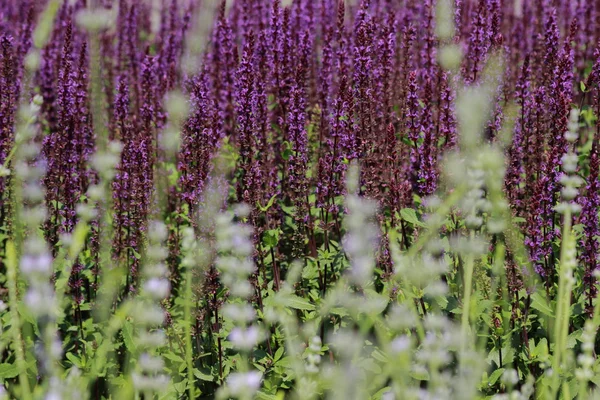 紫色的薰衣草 — 图库照片