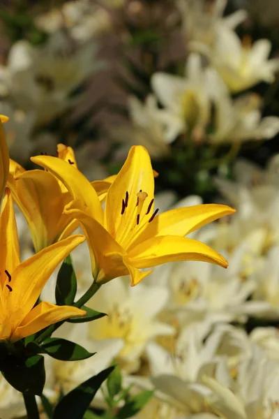 Fundo floral — Fotografia de Stock