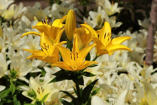 Floraler Hintergrund — Stockfoto