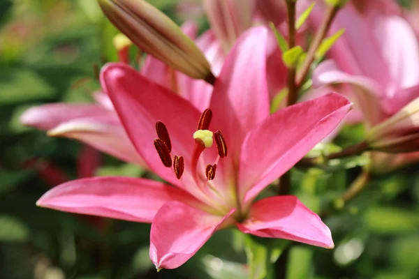 Blommig bakgrund — Stockfoto