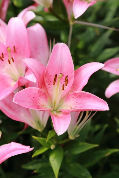 Floraler Hintergrund — Stockfoto