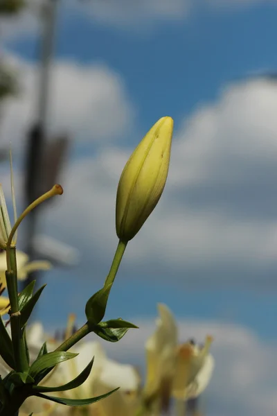 Lüks Çiçek Işık Sarı Zambaklar Üzerinde Flowerbed Park Gor Kogo — Stok fotoğraf