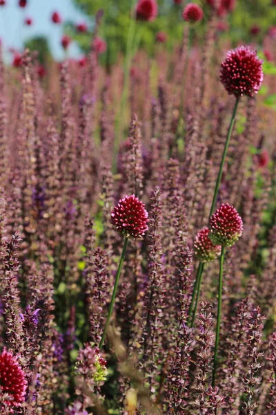 Bloemen achtergrond — Stockfoto