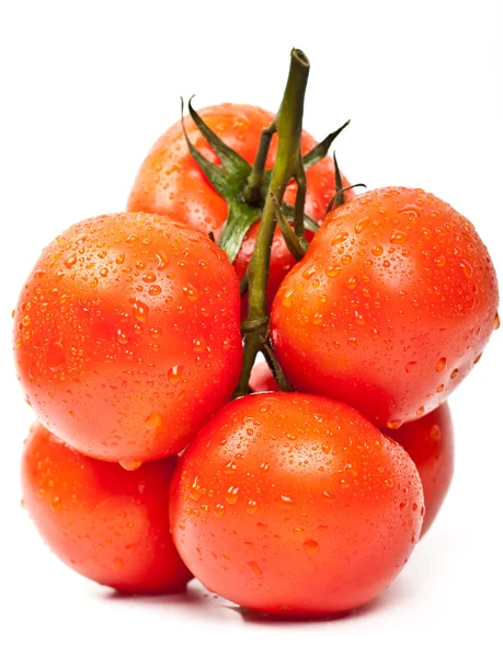 Fresh tomatoes with drops of dew — Stock Photo, Image