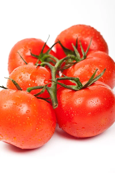 Färska tomater med daggdroppar — Stockfoto