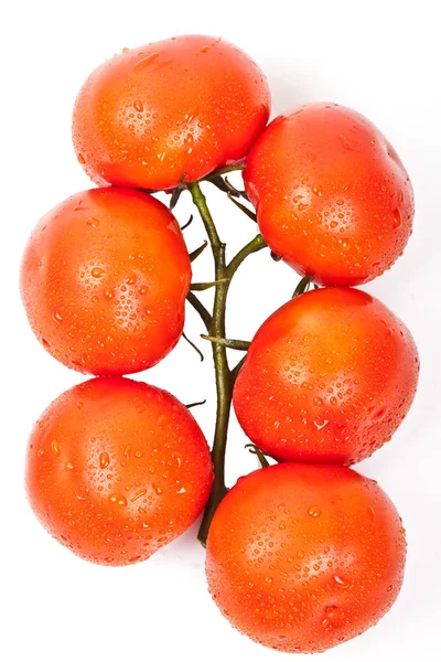 Pomodori freschi con gocce di rugiada — Foto Stock