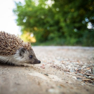 Baby European Hedgehog clipart