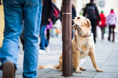 Şehir caddesinde sahibini sabırla bekleyen sevimli bir köpek.