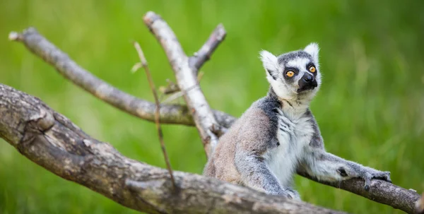 Lemur kata — Zdjęcie stockowe