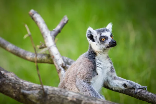 Lemurenkata — Stockfoto