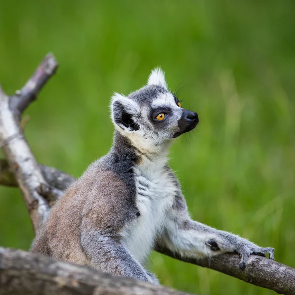 Lemur kata — Zdjęcie stockowe