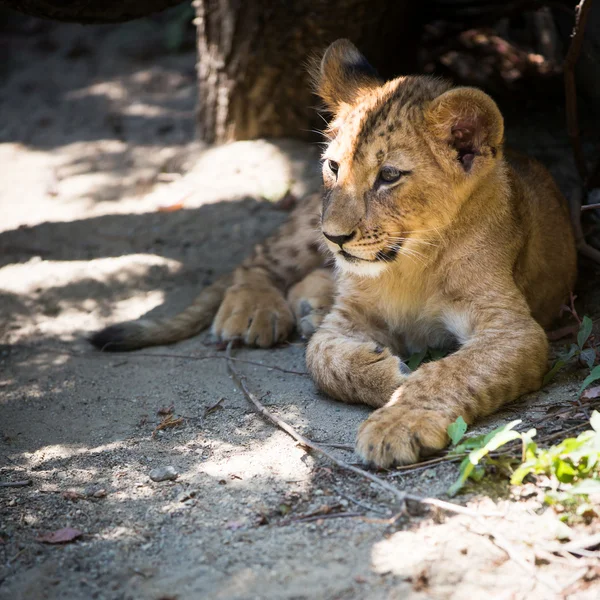 Carino cucciolo di leone — Foto Stock