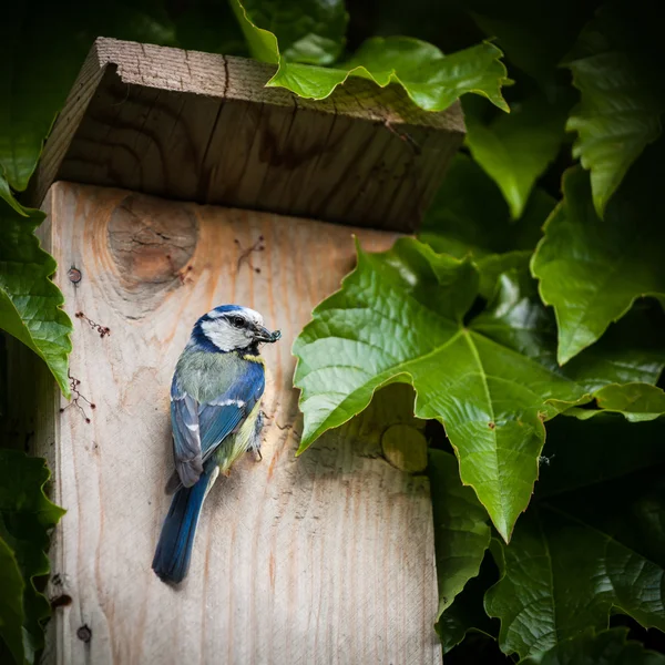 Teta azul junto a una caja de anidación — Foto de Stock