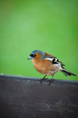 Erkek ispinoz (Fringilla coelebs)