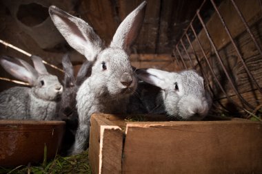 Genç tavşan bir kafesi (Avrupa Rabbit - Oryctola dışarı haşhaş
