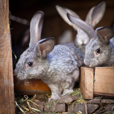 Genç tavşan bir kafesi (Avrupa Rabbit - Oryctola dışarı haşhaş