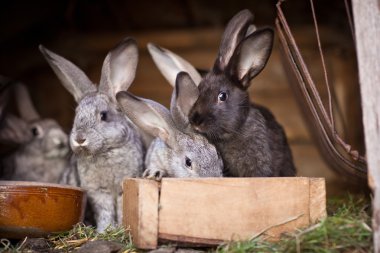 Genç tavşan bir kafesi (Avrupa Rabbit - Oryctola dışarı haşhaş