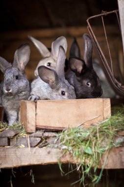 Genç tavşan bir kafesi (Avrupa Rabbit - Oryctola dışarı haşhaş