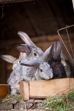 Genç tavşan bir kafesi (Avrupa Rabbit - Oryctola dışarı haşhaş