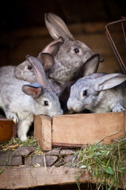 Genç tavşan bir kafesi (Avrupa Rabbit - Oryctola dışarı haşhaş